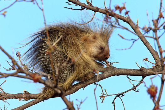 Porcupine in tree Saskatchewan Canada