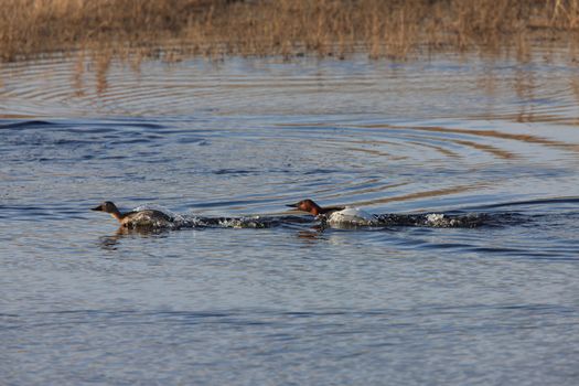 Canvas Back Ducks swim Canada