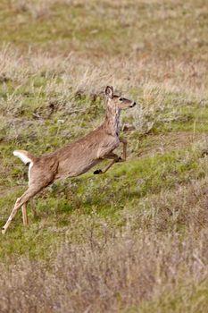 Deer Running in Field Canada