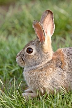 Bush Rabbit Bunny Saskatchewan Canada