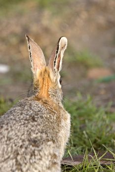 Bush Rabbit Bunny Saskatchewan Canada