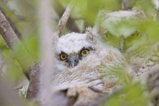 Great Horned Owl Babies Owlets in Nest