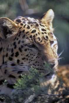 Leopard