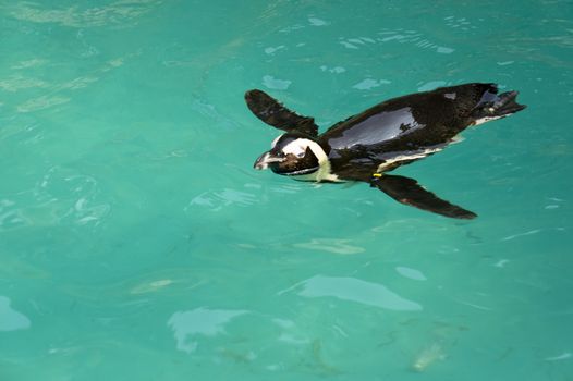 a lone penguin swimming haunting for food 