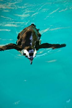  penguin swimming in crystal clear cyan water   