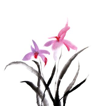 Chinese painting of orchid flower on white background.