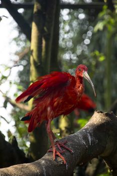 Wet Scarlet Ibis bird drying itself  while perched on the branch of a dead tree 