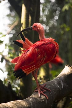 Wet Scarlet Ibis bird drying itself  while perched on the branch of a dead tree 