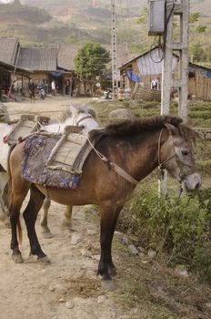 Horses in Asia are small but solid. They are widely used in the northern mountains where valleys are difficult to access.