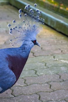 Victoria Crowned Pigeon (Goura Victoria) with blue plumage, a blue and white crest and a strikingly bright red eye