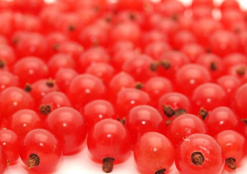 Red currant on a white background 
