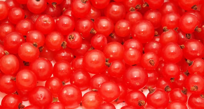Red currant on a white background 
