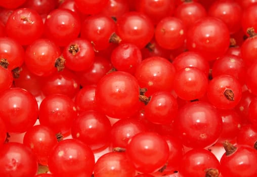 Red currant on a white background 