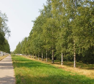 Birch avenue 