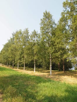 Birch avenue 
