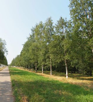 Birch avenue 