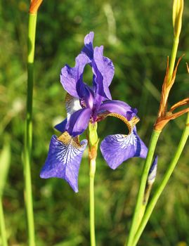 Violet flower of Siberian Iris