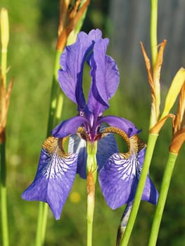 Violet flower of Siberian Iris