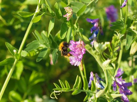 bumblebee on vicia cracca 