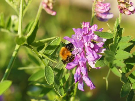 bumblebee on vicia cracca 