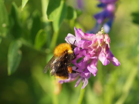 bumblebee on vicia cracca 