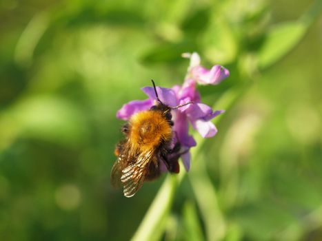 bumblebee on vicia cracca 