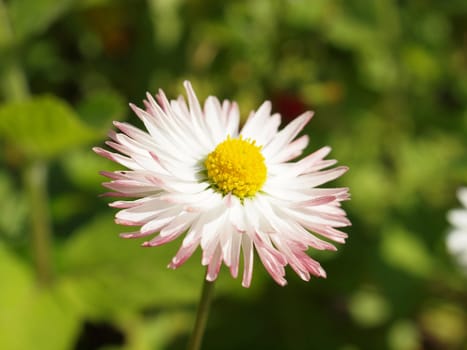 Close-up of daisy flowers