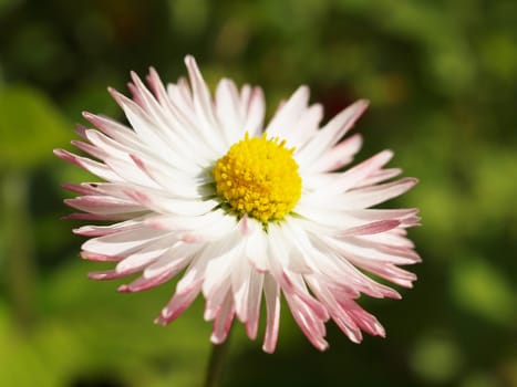 Close-up of daisy flowers 