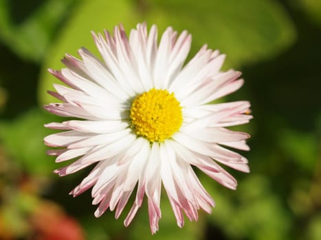 Close-up of daisy flowers