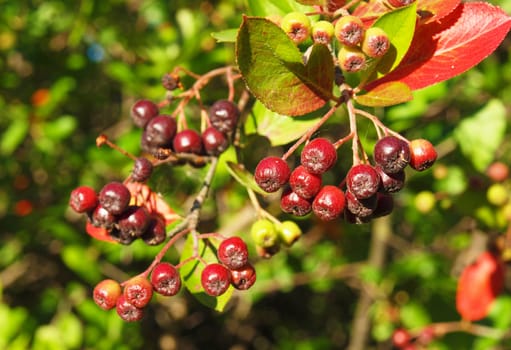 Black chokeberry (Aronia melanocarpa)
