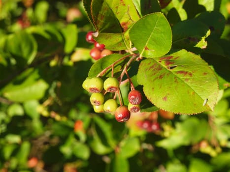 Black chokeberry (Aronia melanocarpa)