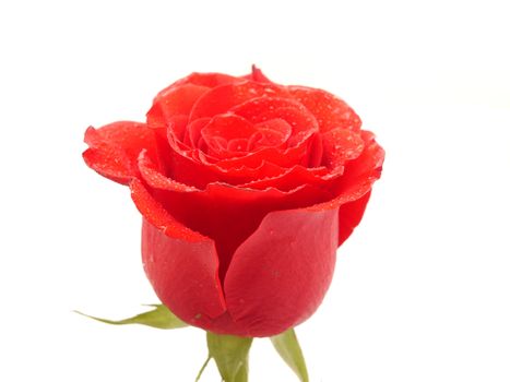 Rose on a white background