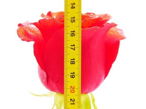 Rose and ruler on a white background 