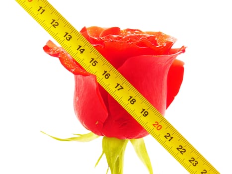 Rose and ruler on a white background 