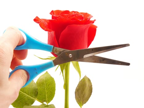 Rose and scissors on a white background
