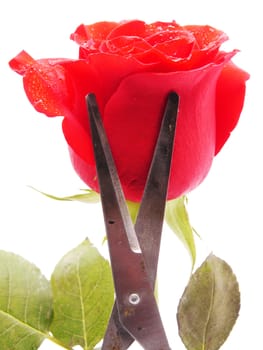 Rose and scissors on a white background