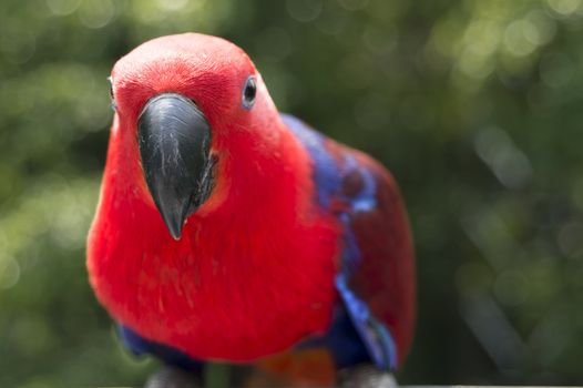 Extreme close up of a curious Red head Lory - parrot