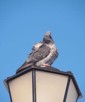 rock pigeon sitting on street lamp 