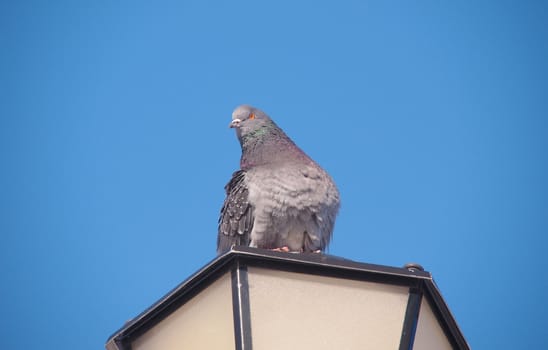 rock pigeon sitting on street lamp 