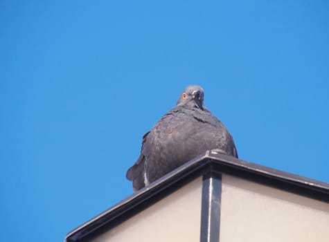 rock pigeon sitting on street lamp 