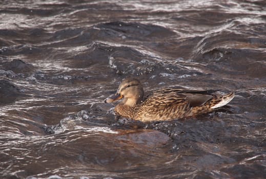Ducks on the river in winter 