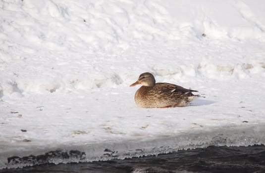 Ducks on the river in winter 