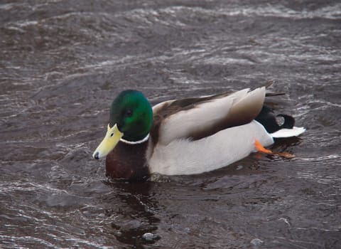Ducks on the river in winter 