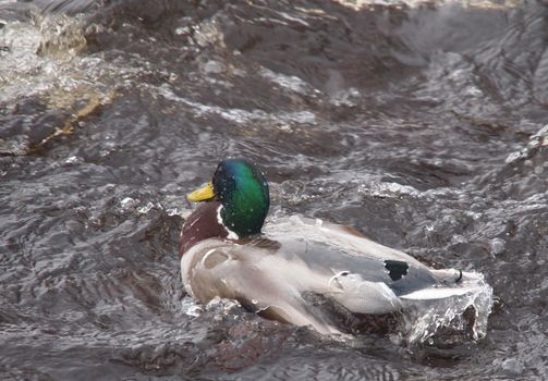 Diving duck by the ice 