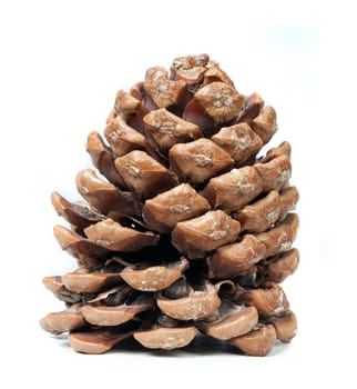 pinecone on a white background, natural light.