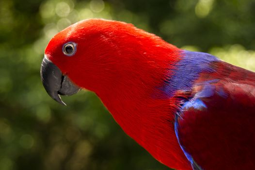 Extreme close up of a curious Red head Lory - parrot