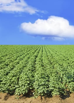 Potato field against blue sky and clouds on a sunny day