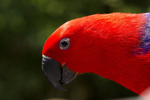 Extreme close up of a curious Red head Lory - parrot