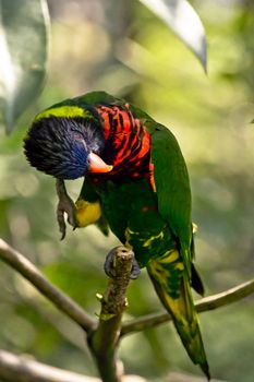 a curious Rainbow Lory standing on a tree branch digging its ear, parrot