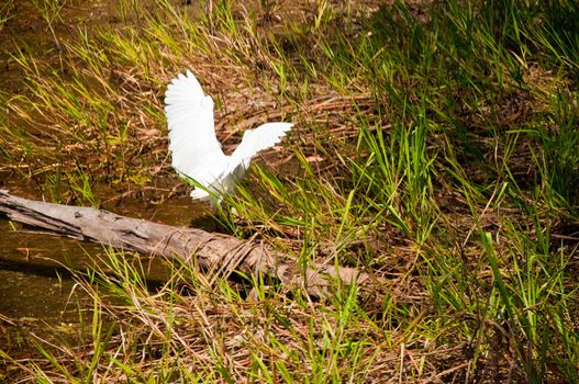 birds at Kakadu National Park, australia